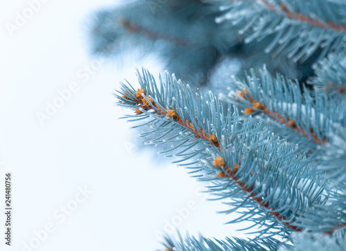 Natural texture of a winter background of Christmas trees. Snow is coming  snow-covered spruce branches