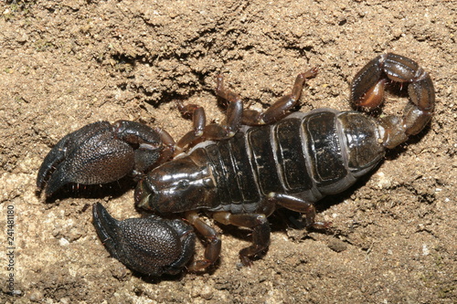 Scorpion du maroc photo