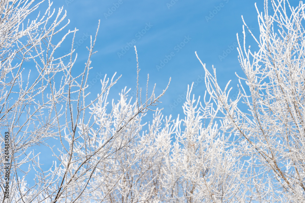 Frozen tree branches against the blue sky Frozen tree branches against the blue sky