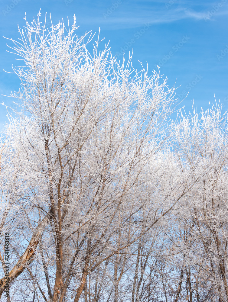 Frozen tree branches against the blue sky Frozen tree branches against the blue sky