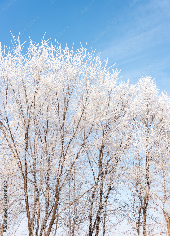 Frozen tree branches against the blue sky Frozen tree branches against the blue sky