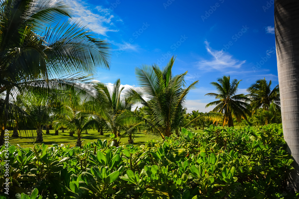 Fototapeta premium Maui, Hawaii. Countryside