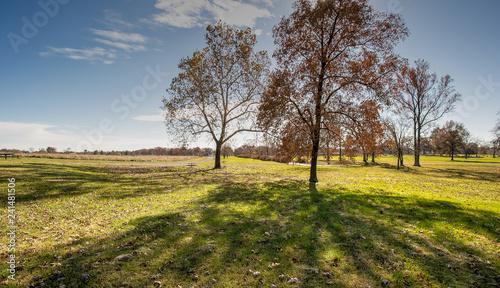 Fototapeta Naklejka Na Ścianę i Meble -  tree in the field