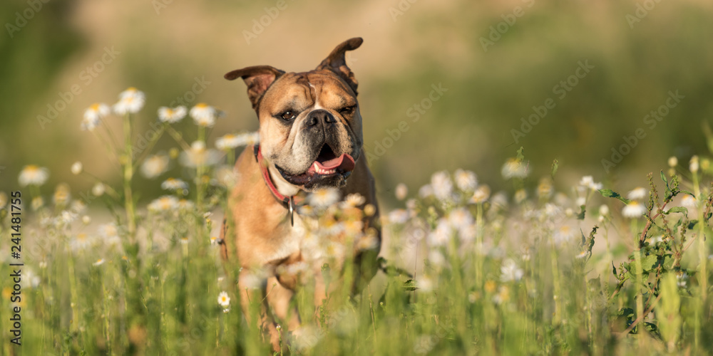 Continental Bulldog. Dog is standing in a blooming beautiful colorful meadow Continental Bulldog. Dog is standing in a blooming beautiful colorful meadow