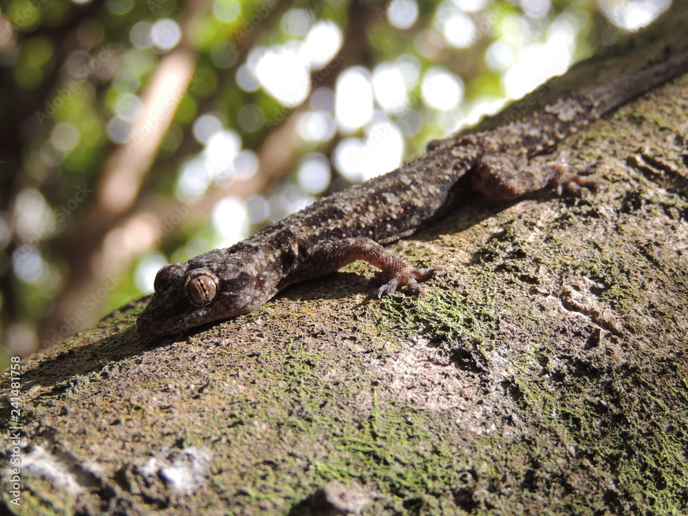 lizard on tree lizard on tree