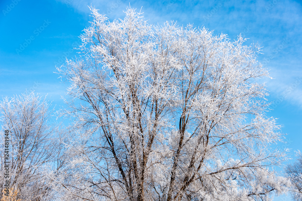 Frozen tree branches against the blue sky