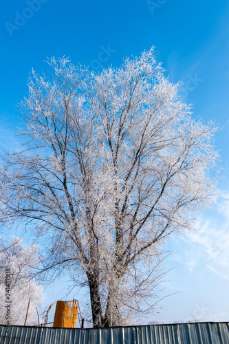 Frozen tree branches against the blue sky