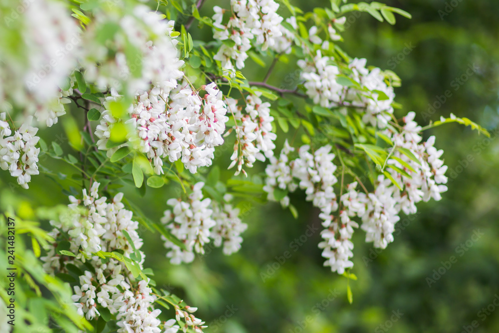 White flowers tree acacia. Blooming clusters of acacia. Honey spring plant. Collect nectar. Plant with healthy and delicious honey. White flowers tree acacia. Blooming clusters of acacia. Honey spring plant. Collect nectar. Plant with healthy and delicious honey.