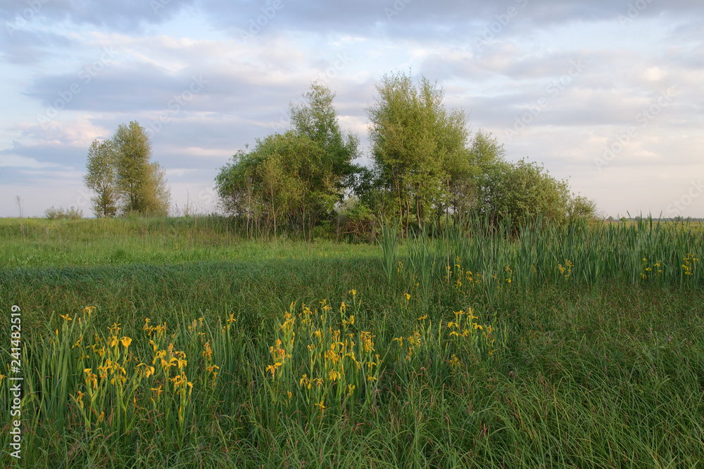 Fototapeta premium Landscape with trees and blue sky