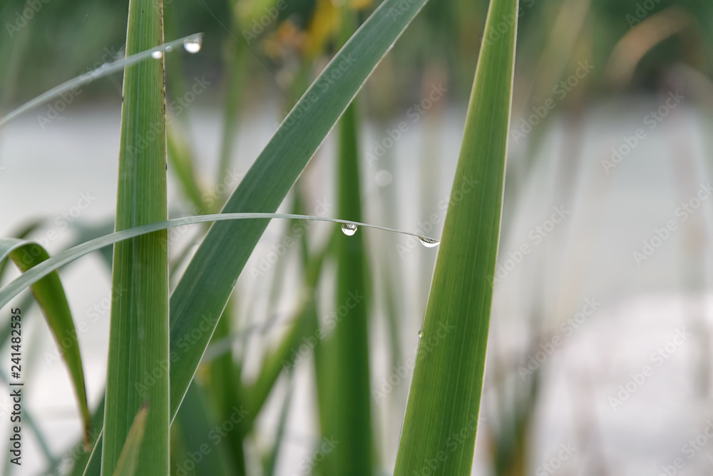 Obraz premium Grass with water drops