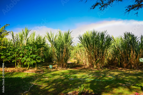 Fototapeta Naklejka Na Ścianę i Meble -  Sugar Cane Fields in Maui, Hawaii