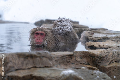 リラックスして温泉に入浴するニホンザル（snow monkey)