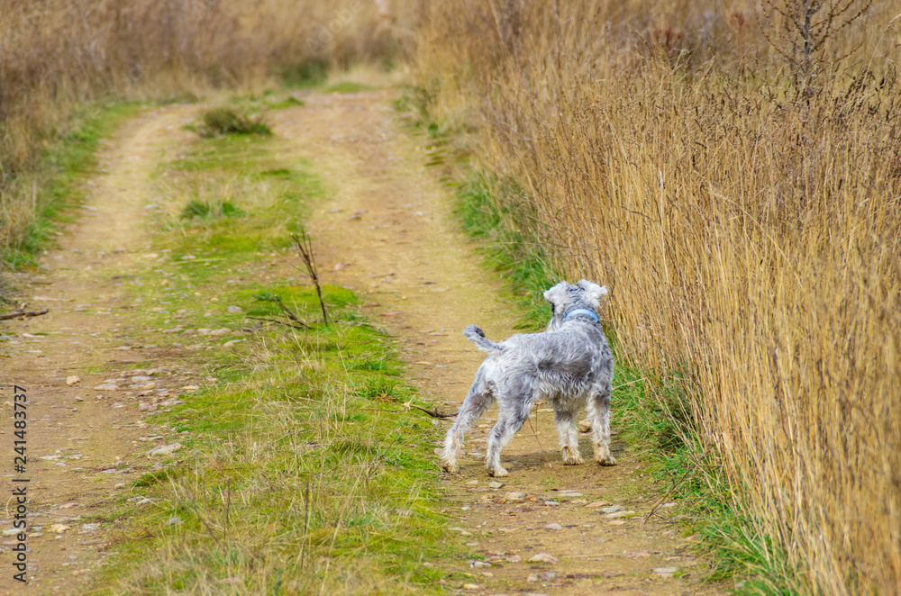 Schnauzer dog looking towards the end of the path