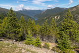 mountain ranges with pine trees forest in Mount Richmond Forest Park, South Island, New Zealand