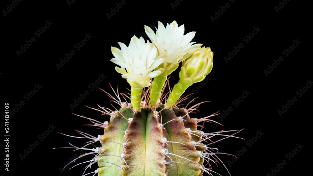 4K Time-Lapse of Cactus Flowers Blooming on Black Background. Opening White Gymnocalycium Flower buds with three blossoms. 4K Time-Lapse of Cactus Flowers Blooming on Black Background. Opening White Gymnocalycium Flower buds with three blossoms.