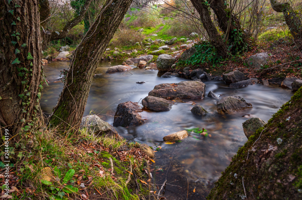 Obraz premium River in a forest in autumn