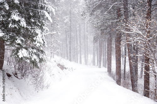 road in winter forest