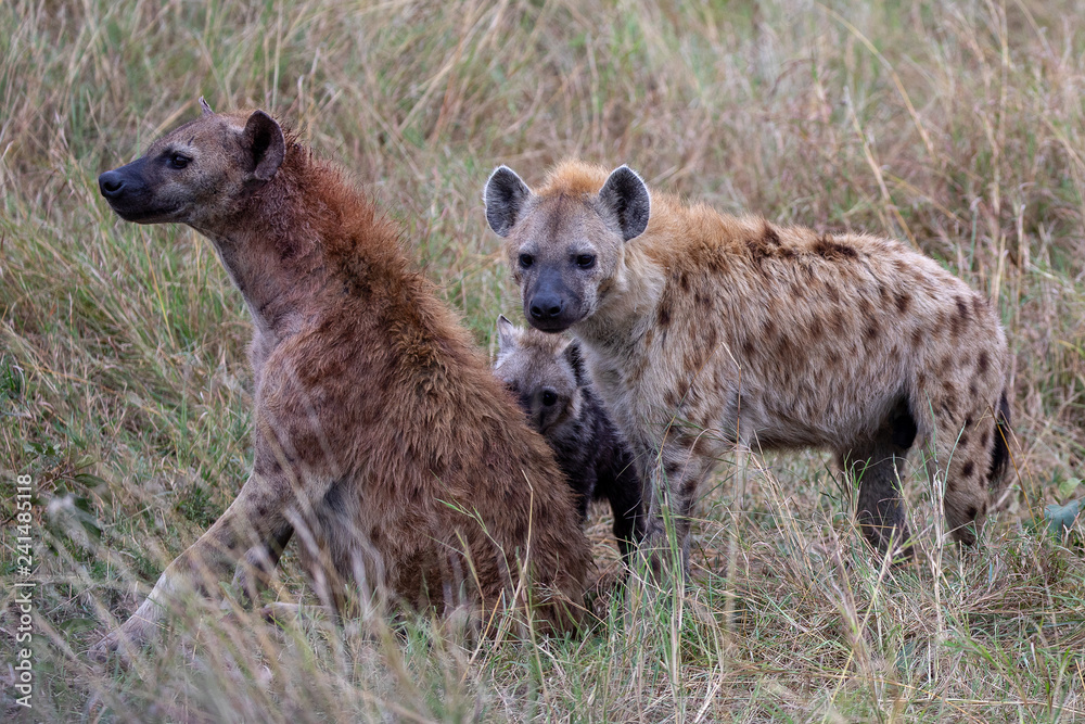 Spotted hyenas on the Masai Mara, Kenya Africa Spotted hyenas on the Masai Mara, Kenya Africa