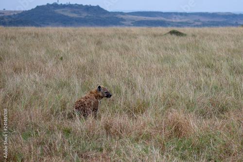 Spotted hyena in grasslands, Masai Mara, Kenya, Africa