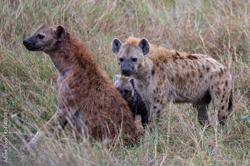 Spotted hyenas on the Masai Mara, Kenya Africa