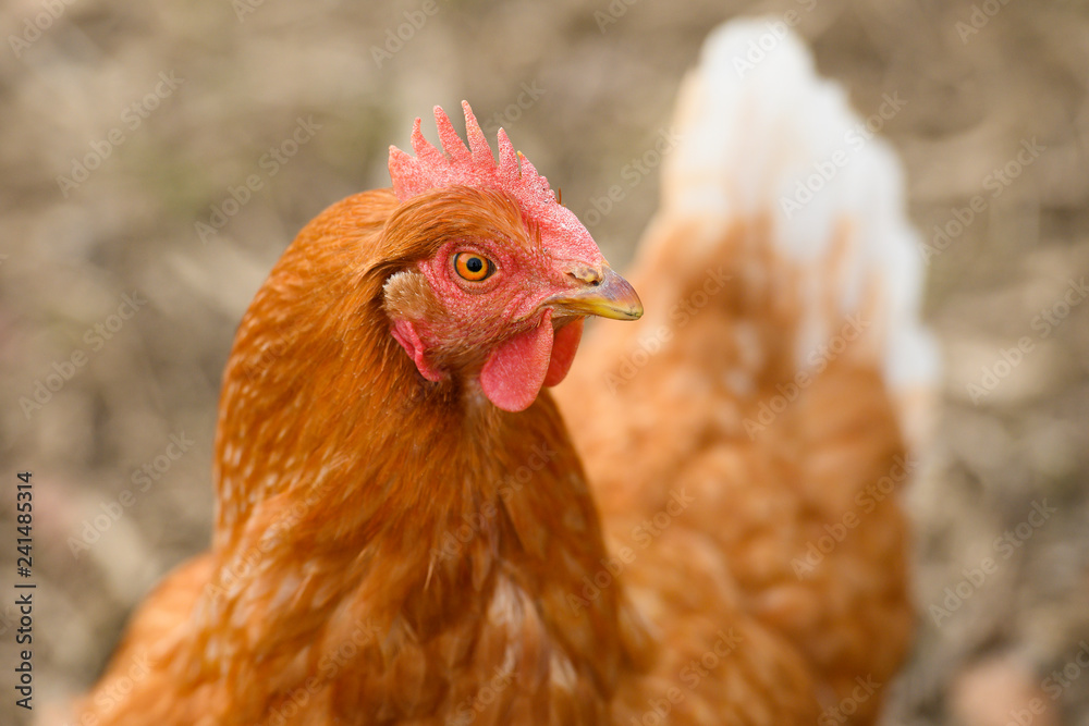 Close-up of the head of a brown hen while grazing in a countryside.