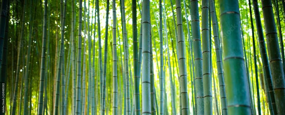 Fototapeta Bambusowe gaje, bambusowy las w Arashiyama, Kioto Japonia.
