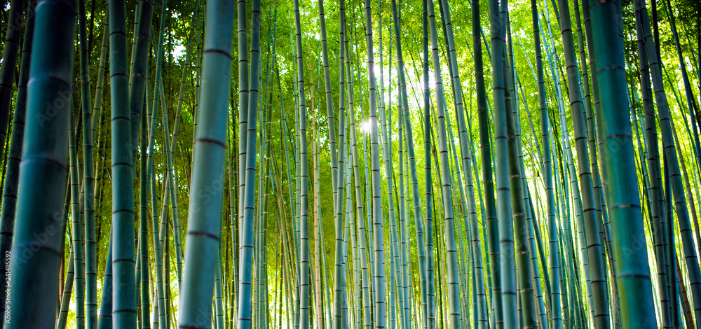 Fototapeta Bambusowe gaje, bambusowy las w Arashiyama, Kioto Japonia.