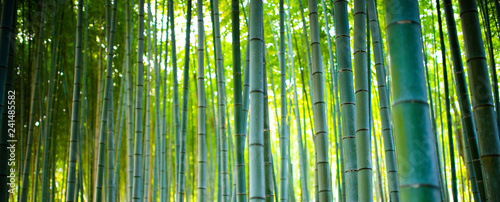 Bamboo Groves, bamboo forest in Arashiyama, Kyoto Japan.
