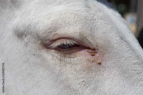 Closeup shot of horse eye