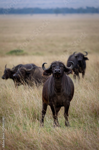 Fototapeta Naklejka Na Ścianę i Meble -  Cape buffalo on safari in the Masai Mara, Kenya, Africa
