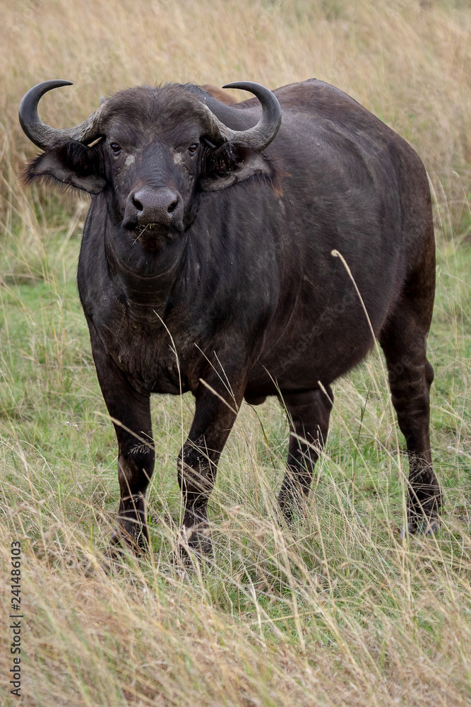Cape buffalo on safari in the Masai Mara, Kenya Africa