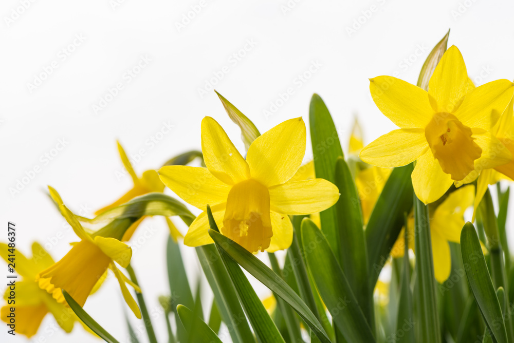 Daffodils flower in spring in isolated of white background