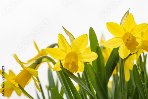 Daffodils flower in spring in isolated of white background