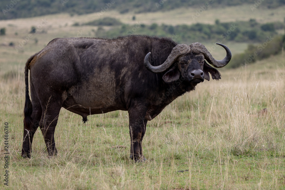 Cape buffalo on safari in the Masai Mara, Kenya Africa Cape buffalo on safari in the Masai Mara, Kenya Africa