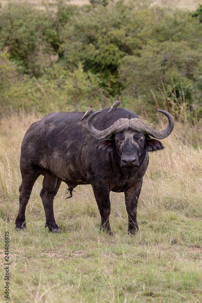 Cape buffalo on safari in the Masai Mara, Kenya Africa Cape buffalo on safari in the Masai Mara, Kenya Africa