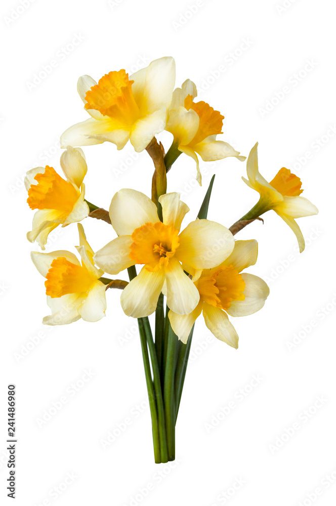 Fototapeta premium Bouquet of blooming white and yellow daffodils isolated on white background. Spring flowers.