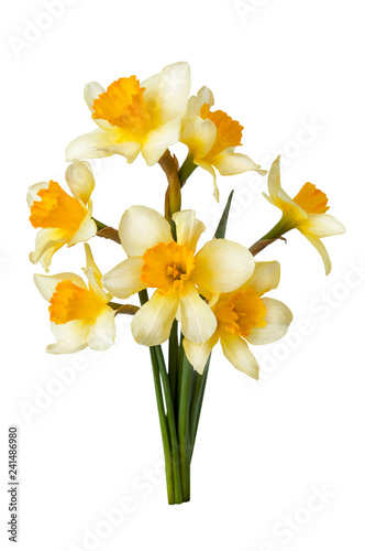 Bouquet of blooming white and yellow daffodils isolated on white background. Spring flowers.