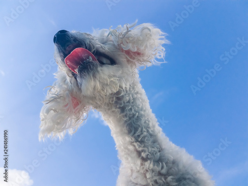 poodle dog on sky background photo