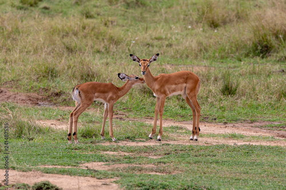 Steinbok pair of animals on safari on Masai Mara, Kenya, Africa Steinbok pair of animals on safari on Masai Mara, Kenya, Africa