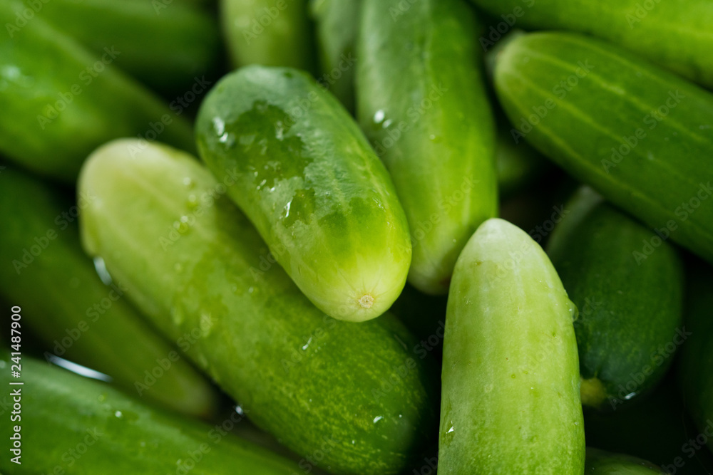Many complete cucumber for salad and cooking food, this Fresh Cucumber for mass street food vendor prepare for ready meal, background shadow selective focus Many complete cucumber for salad and cooking food, this Fresh Cucumber for mass street food vendor prepare for ready meal, background shadow selective focus