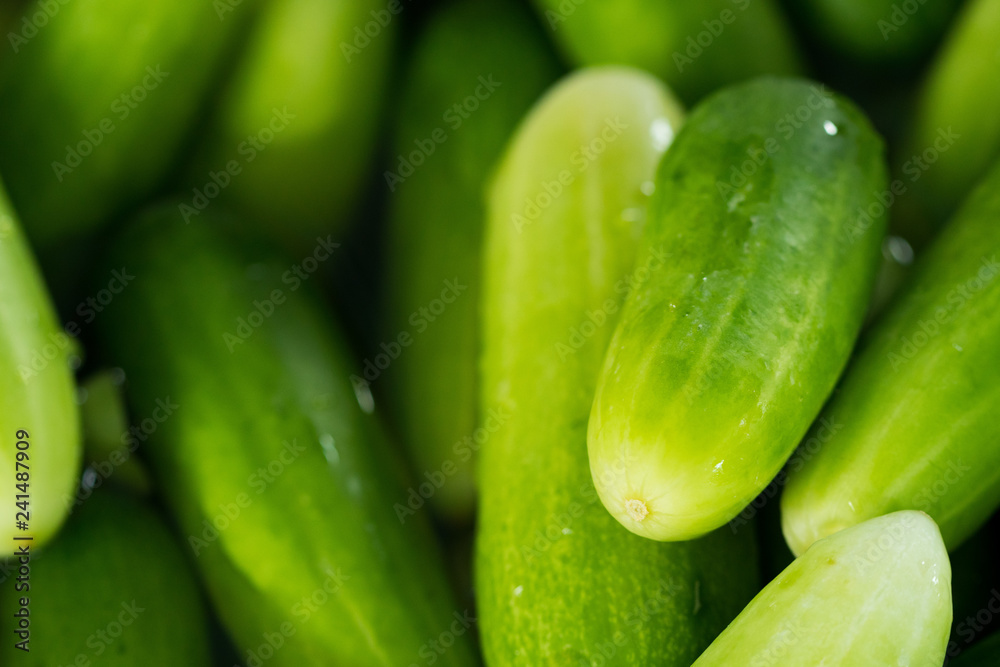 Many complete cucumber for salad and cooking food, this Fresh Cucumber for mass street food vendor prepare for ready meal, background shadow selective focus Many complete cucumber for salad and cooking food, this Fresh Cucumber for mass street food vendor prepare for ready meal, background shadow selective focus