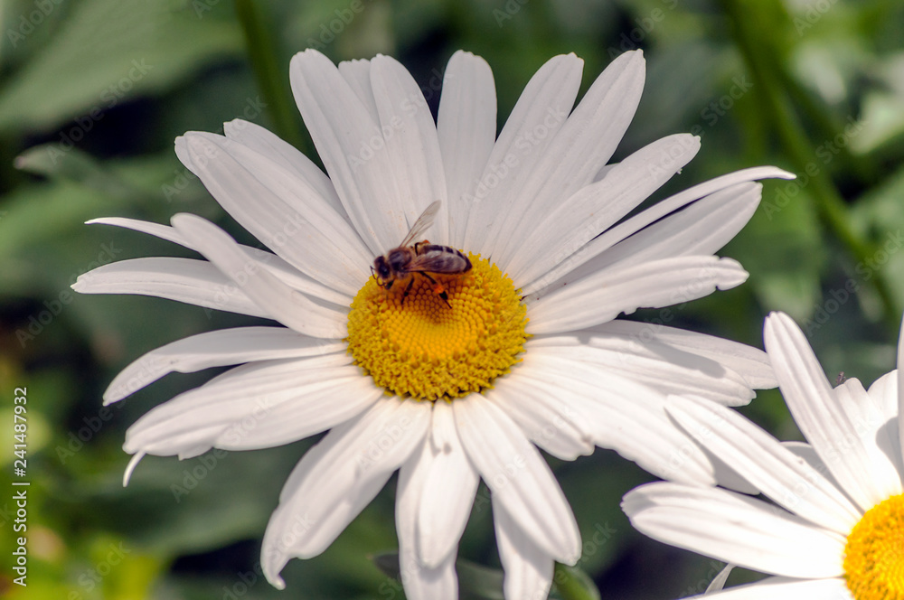 Daisy with a bee in its petals Daisy with a bee in its petals