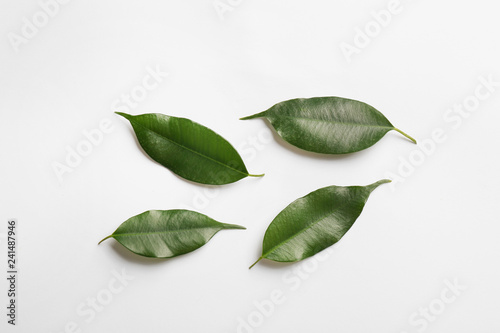 Fresh green ficus leaves on white background, top view
