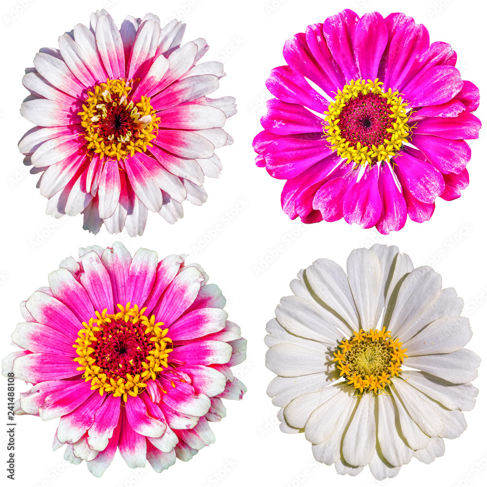 Set of flowers of zinnia on a white background Set of flowers of zinnia on a white background
