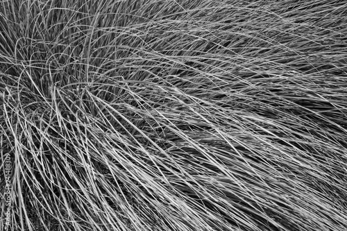 Beach Grass Black and White