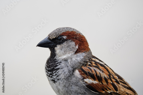 Closeup of house sparrow in New Zealand