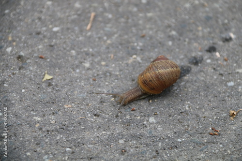 Snail