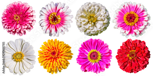 Collection of colorful flowers of zinnia on a white background
