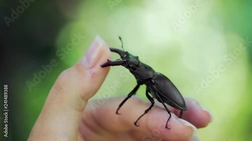 Big horned beetle. Stag beetle on a hand. (Lucanus cervus) photo