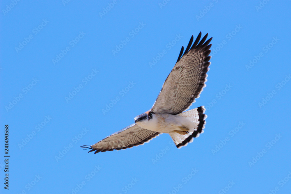 Fototapeta premium Aguila volando